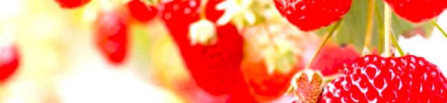 花畑みい's header image