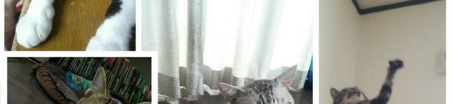 cooking猫☆'s header image