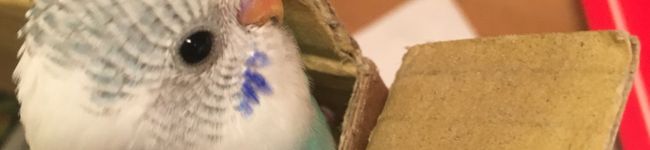 ツナクッキー's header image