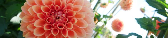 ぱん's header image