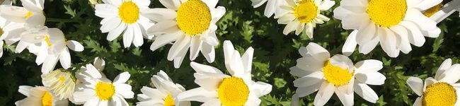 mikip1221's header image