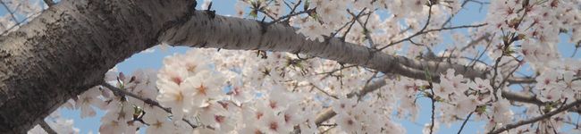 sakura❁'s header image