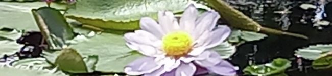 さとルンルン's header image