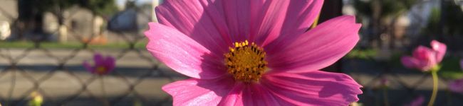 ancomonaca's header image