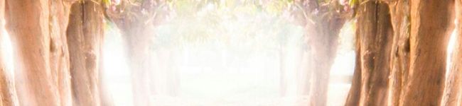 緋夜子（ひよこ）'s header image