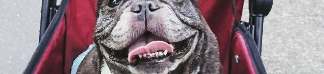 bulldogママ's header image