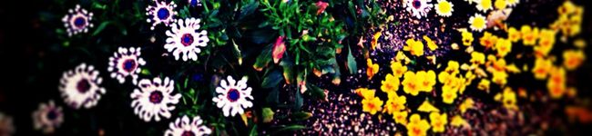 ジュラーシカ's header image
