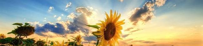 Mechoco's header image