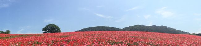 クック7EW03E☆'s header image