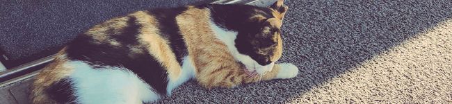 RPiiii☆'s header image