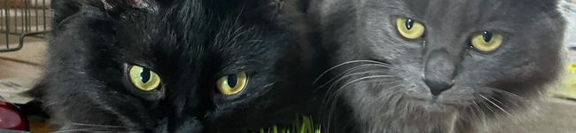 みのらむ's header image