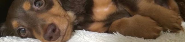 chimgohan's header image