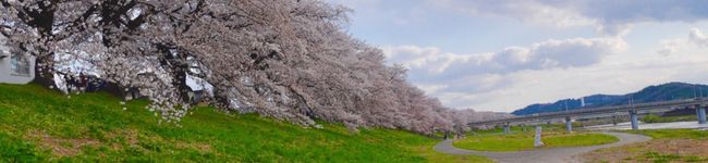 さくらさっし's header image