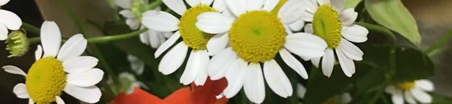 mobamoba☆'s header image
