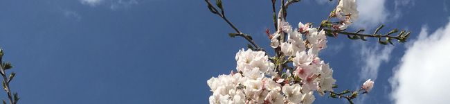 rurumymama's header image