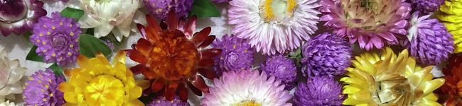 hocaco's header image