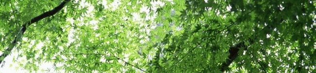 手軽にご飯's header image