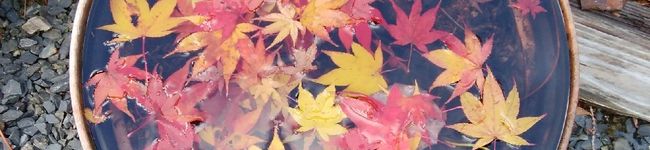 tera1611's header image