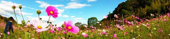 anpea2107's header image