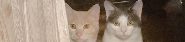 鯵の開き2525's header image