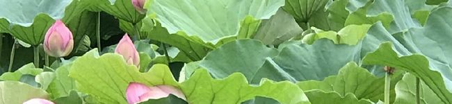 enegene's header image