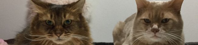 やよい亭's header image