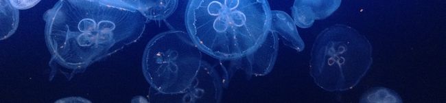 Shihtzuuu's header image