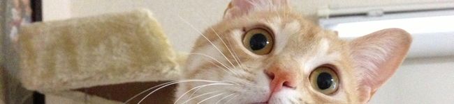 テラ飯屋's header image