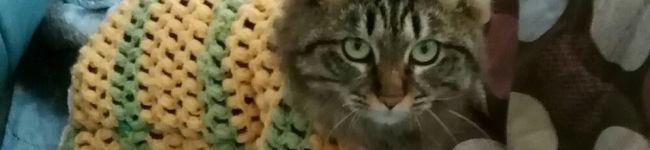 珠子直子's header image