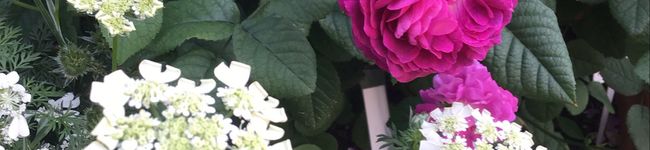fujikonene's header image