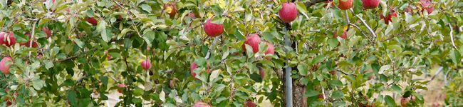ApplePaie☆'s header image