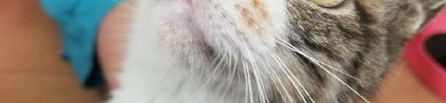 さすらいの上州主夫's header image