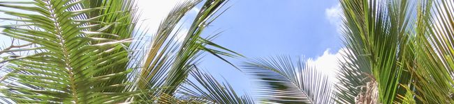 SakoinKK's header image
