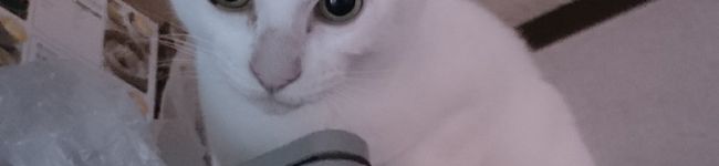 ＊natunya＊'s header image