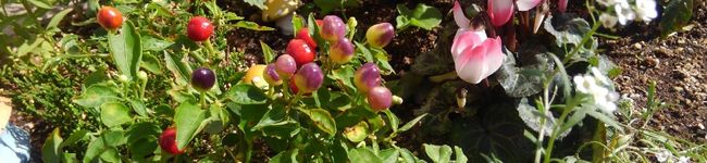A24m05N☆'s header image