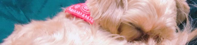 Hibiki。's header image