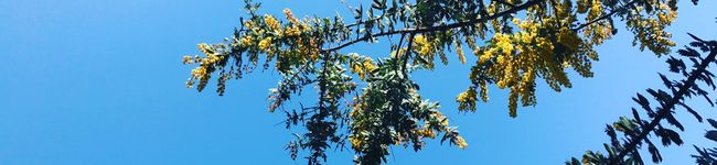 mpkayumi☆'s header image