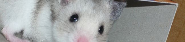 るきぃっち's header image