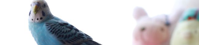 栗科鮠's header image
