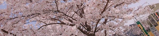 Mαi0803's header image