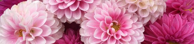 ★菜緒☆'s header image