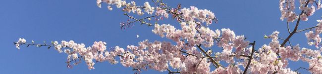 hiroyomogi's header image