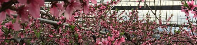 シフォン0125's header image