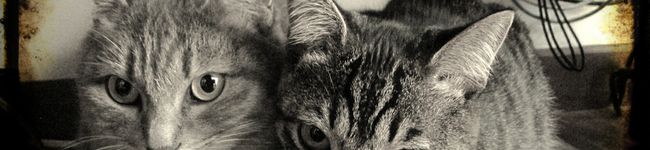 兎夢とむ's header image