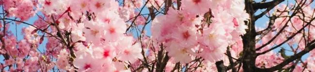 ナツのママにゃん☆'s header image