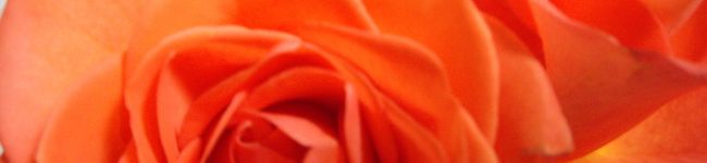 れい．T's header image