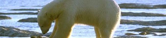 choco13's header image
