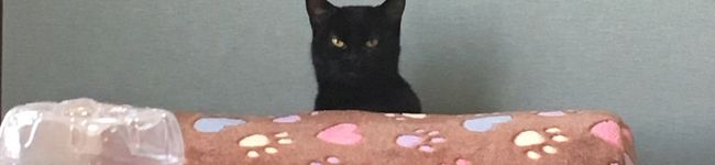 のあ☆黒猫のタンゴ's header image