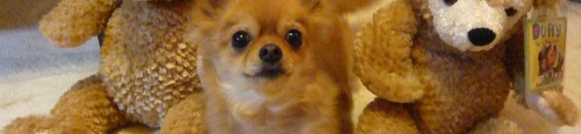 tanakacafe's header image