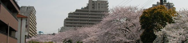 tokiママ's header image